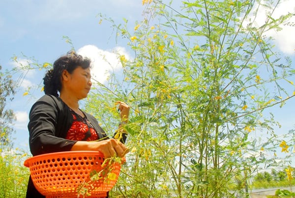 Người dân miền Tây thường hái vào buổi chiều, lúc trời chạng vạng tối, vì lúc đó bông vừa mới hé nhụy, tươi ngon.