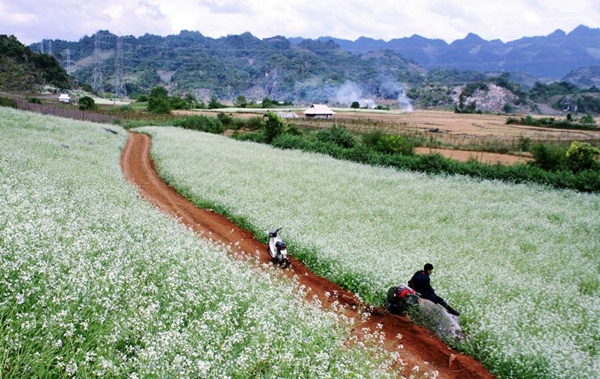 Những người đam mê du lịch thường rỉ tai nhau những địa điểm tuyệt vời để chiêm ngưỡng vẻ đẹp của hoa cải đó sau rừng thông bản Áng, các bản Ba Phách 1, 2, 3 và khu vực Ngũ Động Bản Ôn.