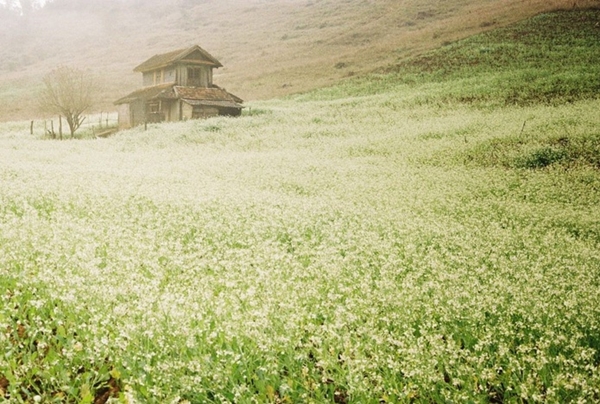Những cánh cải trắng đắm say lòng người.