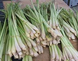 Sả rất tốt cho hệ tiêu hóa, có tác dụng kích thích ra mồ hôi, hạ sốt ở người bệnh cảm và giúp lợi tiểu.