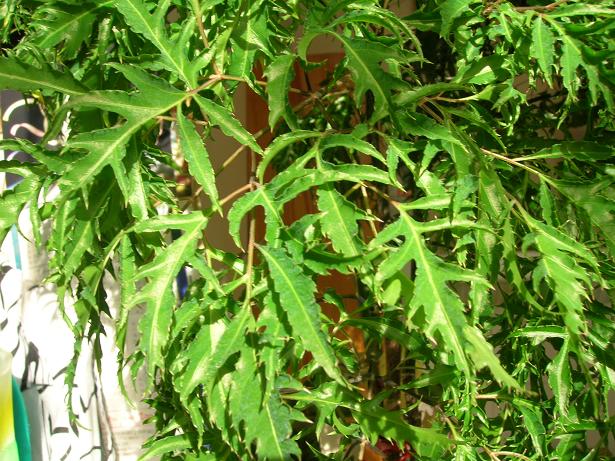 Đinh lăng có tác dụng tăng biên độ điện não, tăng tỉ lệ các song alpha, beta và giảm tỉ lệ song delta.