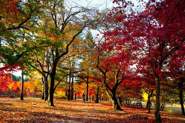 Đảo Nami nằm cách thủ đô Seoul 40 phút đi tàu điện ngầm hoặc xe bus. Du khách muốn đặt chân lên đảo sẽ phải mua vé để lên phà.