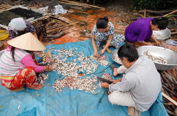 Ngoài cá nhỏ chế biến các Shbet0099 cá cược trực tuyến, cá linh loại lớn rẻ hơn được sử dụng làm mắm.