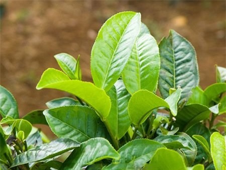 Mỗi ngày bạn hãy uống 4 tách trà xanh, các hợp chất EGCG trong trà sẽ giúp thúc đẩy quá trình trao đổi chất diễn ra nhanh hơn khiến cho quá trình đốt cháy calo
