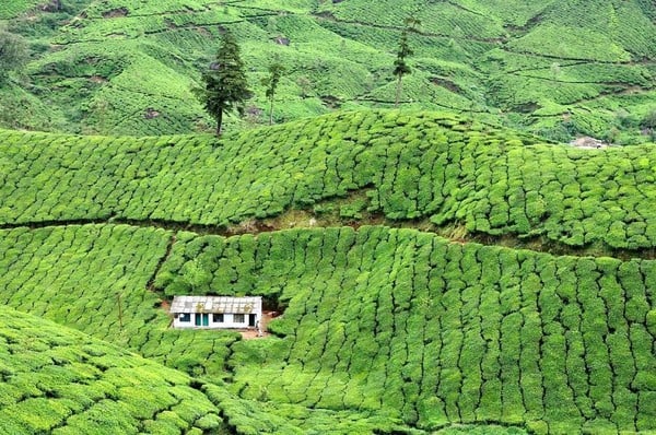 Trên những đồi chè tại Munnar, Kerala, Ấn Độ.