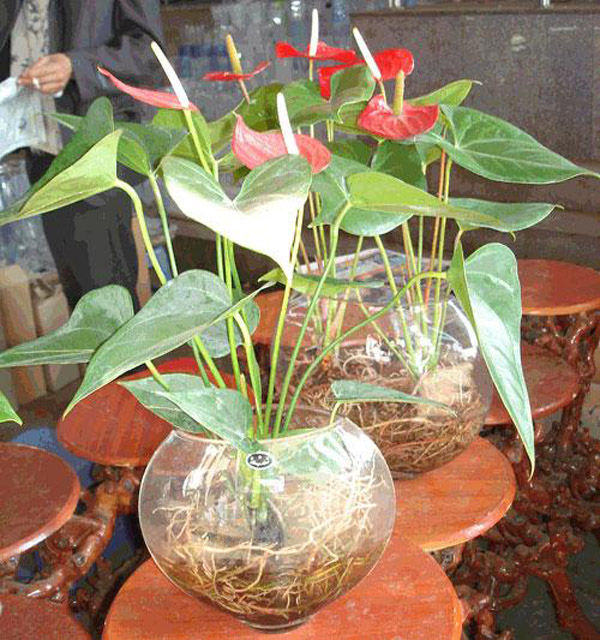 Thủy canh tĩnh trồng cây cảnh.
