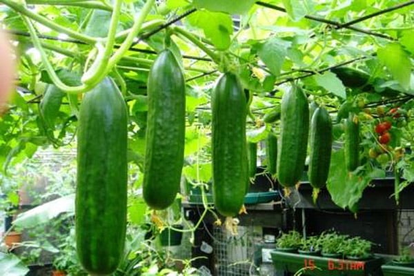 Cây dưa chuột với mô hình thủy canh.