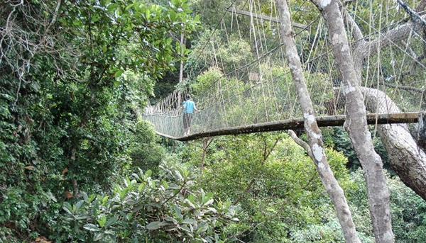 Taman Negara là cây cầu treo dài nhất ở Malaysia, nằm trong vườn quốc gia cùng tên. Cầu có chiều dài 530m, nằm trên đỉnh cây cổ thụ trong vườn quốc gia.