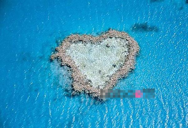 Rặng san hô trái tim của Whitsundays