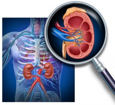 Hai quả thận kỳ diệu. Mỗi quả thận bao gồm một triệu đơn vị lọc máu gọi là nephron. Thận có thể thanh lọc được 120-150 lít máu mỗi ngày và tạo ra khoảng 2 lít nước tiểu.
