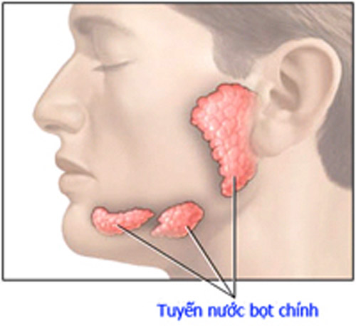 Tiết nhiều nước bọt. Trung bình một người trưởng thành tiết ra khoảng 1,8 lít nước bọt mỗi ngày.