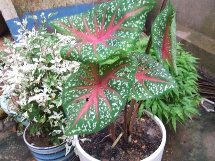 Cây môn cảnh: Loại cây này có tên khoa học là Caladium Hortulanum. Chất độc trong cây có thể gây bỏng rát vùng họng, Shbet123 Link Vào ShBet Mới Nhất, ruột.