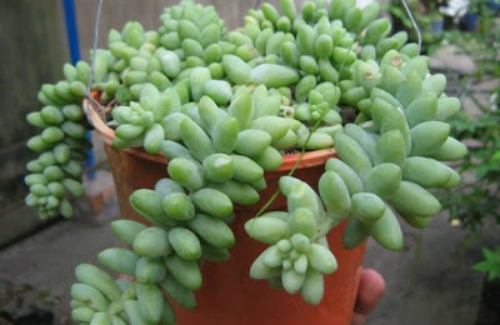 Chuỗi ngọc: Toàn thân có chất gucosides gây mệt mỏi, khó thở, tiêu chảy nếu ăn phải.