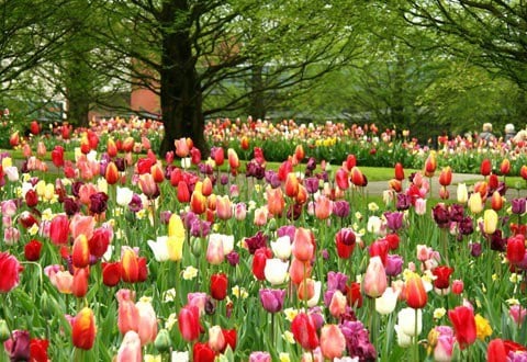 Tulip: Củ có chất tulipene, ăn vào sẽ gây chóng mặt, buồn nôn.
