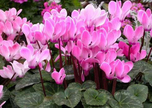 Anh Thảo: Củ có chất độc alkaloid gây khó tiêu, tiêu chảy, ói mửa nếu ăn phải.