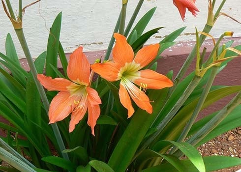 Huệ lili: Củ có chất độc lycorine gây tiêu chảy, buồn nôn, ói mửa nếu ăn vào. Nuốt phải nhựa cây có thể gây nôn mửa, tiếp xúc trực tiếp gây bỏng rát, ngứa da.