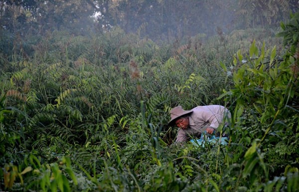 Vào những ngày này, ngay từ sáng sớm, người dân đã lũ lượt rủ nhau đi hái đọt choại về để ăn hoặc bán.