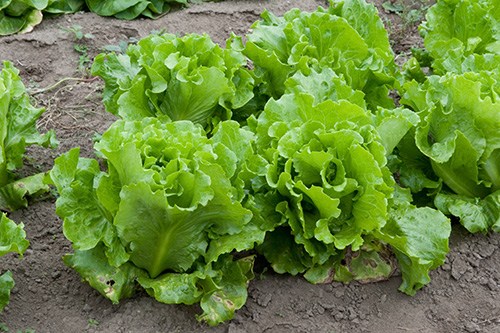 Rau xà lách có chứa một lượng lớn chất lactucarium. Chất này có tính chất giảm đau, ảnh hưởng tích cực đến não bộ, giúp giảm mệt mỏi, chữa các chứng bệnh đau đầu và khiến bạn dễ ngủ hơn.