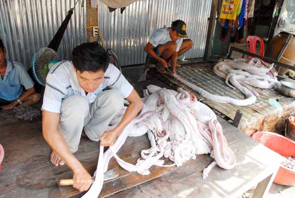 Ngoài sản xuất khô rắn, nơi đây còn sản xuất khô trăn. Thông thường cứ 5 kg thịt trăn cho ra 1 kg khô.