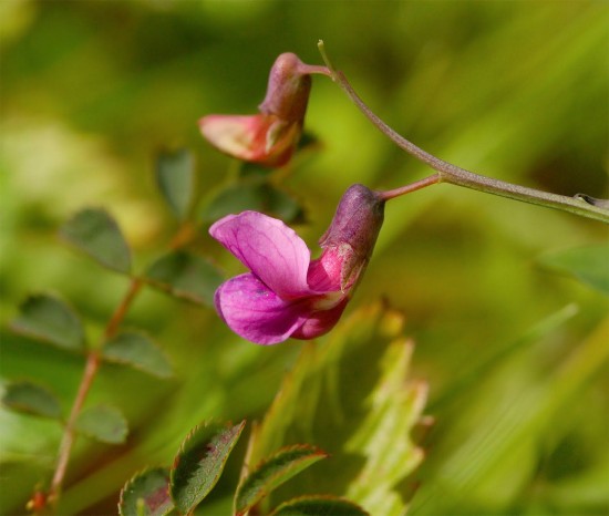Đó là cây Lathyrus linifolius (thuộc họ Đậu), một loài cây có hình dạng giống cây dương xỉ, hoa màu tím, có tác dụng ngăn chặn cơn đói khát trong vòng 1 tuần.