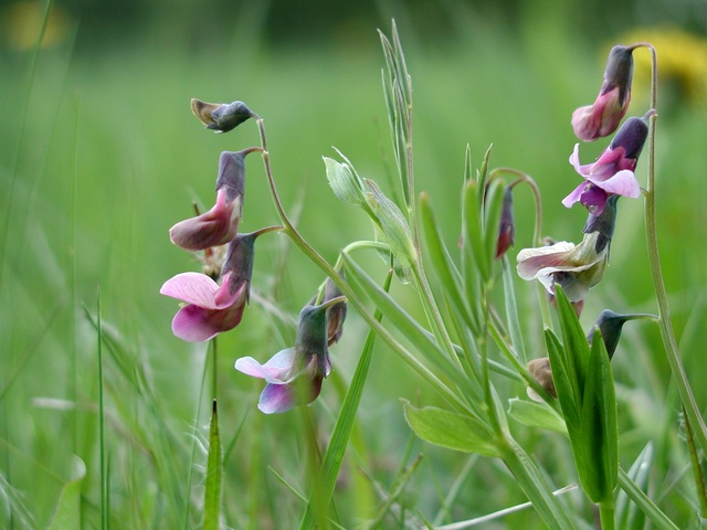 Các chuyên gia cũngtin rằng Cây Lathyrus linifolius sẽ được ứng dụng rộng rãi trong thế giới hiện đại, cải thiện tình trạng dư thừa chất béo ở người.