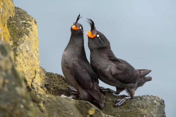 Chim Auklet có thể tỏa mùi hương của các trái cây họ cam quýt. Mùi hương ngọt ngào, thanh mát đó là thứ loài chim này dùng thu hút bạn tình, truyền tín hiệu bằng mùi hương.