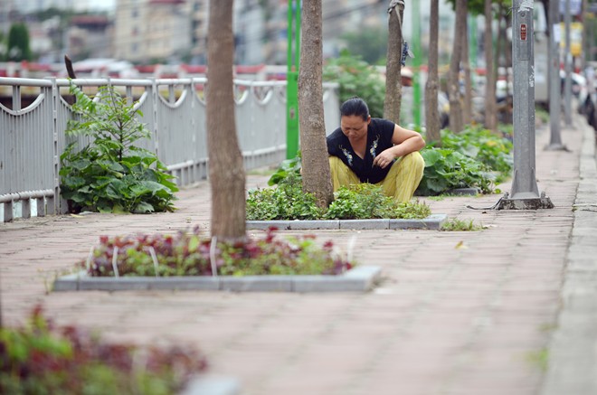 Tận dụng những khoảng đất nhỏ ở bồn cây trên vỉa hè để trồng rau.