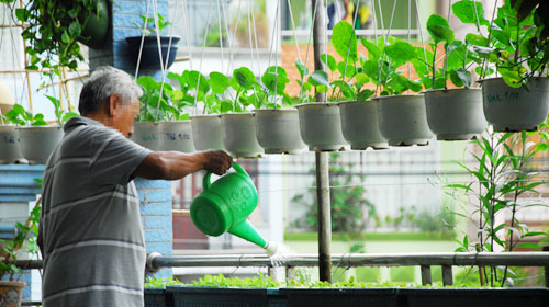 Trồng rau trên những chậu cảnh.