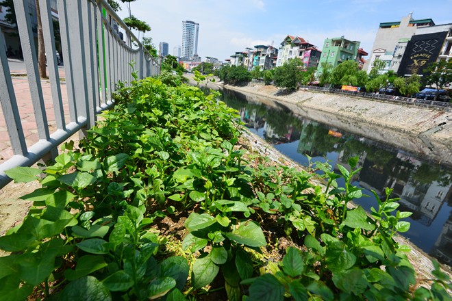 Trồng rau ven sông Tô Lịch.