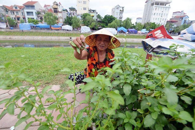 Trồng rau ven sông Tô Lịch.