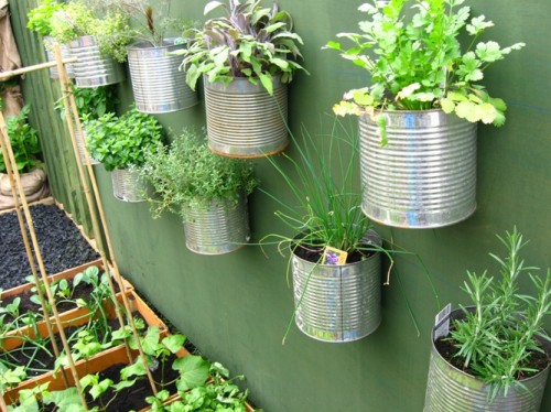 Treo những chậu rau lên tường để tiết kiệm diện tích.