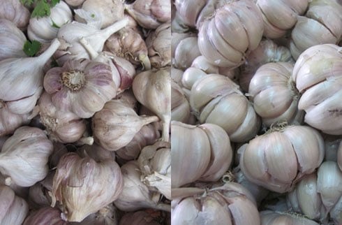 Tỏi Trung Quốc đều tép, củ to, ít thơm.