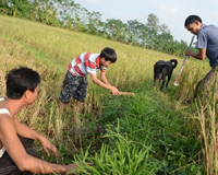 Theo dân sành ăn đi săn chuột đồng về làm... cỗ
