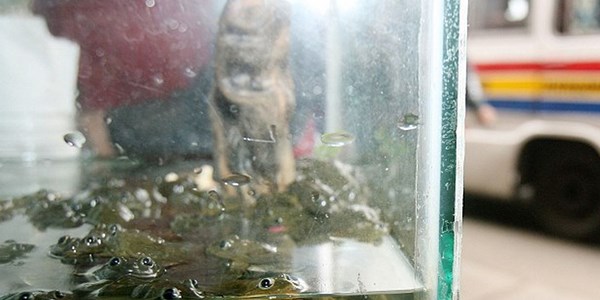 Việc của khách du lịch chỉ là chọn một con cóc để thêm vào thức uống của mình từ các bể chứa ở cửa hàng.