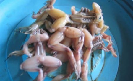 Người bán hàng sẽ bắt cóc từ 1 bể nhỏ, đập chết, rồi lột da.