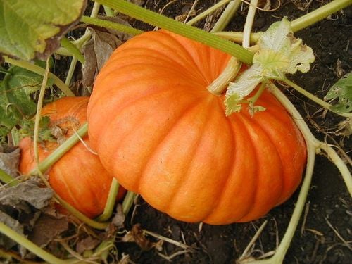 Vitamin A có trong bí ngô là một dưỡng chất rất tốt cho thị giác.
