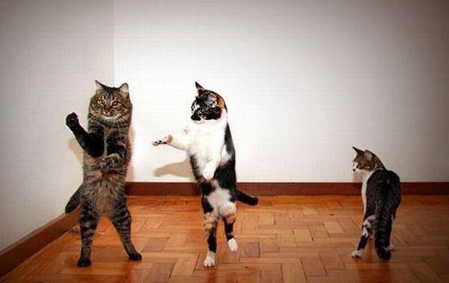 Nhìn đây, phải nhảy như thế này này.