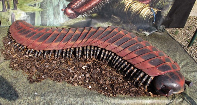 Arthropleura giống như động vật nhiều chân ngày nay nhưng chiều dài của chúng lên tới 200 cm. Mỗi chân của chúng có chiều dài 76 cm và khối lượng của những con to có thể lên tới nửa tấn.