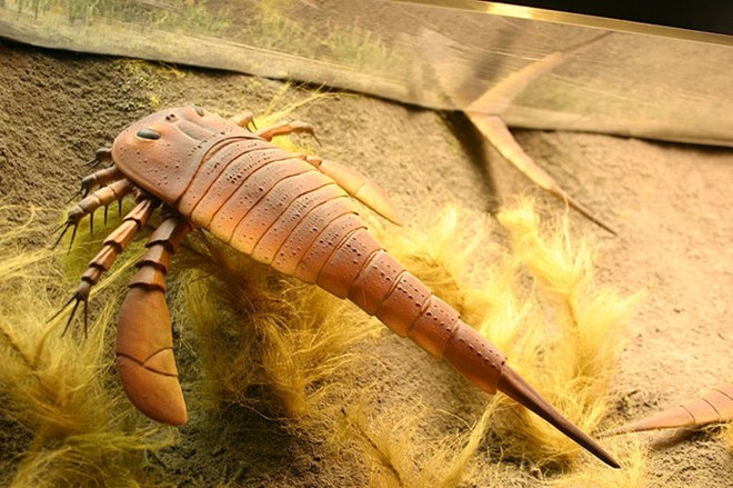 Jaekelopterus có chiều dài 2,5 mét và sống trong môi trường nước ngọt. Khi đối phương xuất hiện trước mặt, nó sẽ lảo đảo về phía trước và xé con mồi thành từng mảnh.