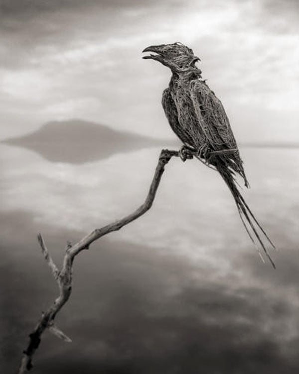 Nhiếp ảnh gia Nick Brandt đã đưa các bức tượng sống đã hóa đá, sắp đặt chúng ở những nơi mà chúng đã từng sống.