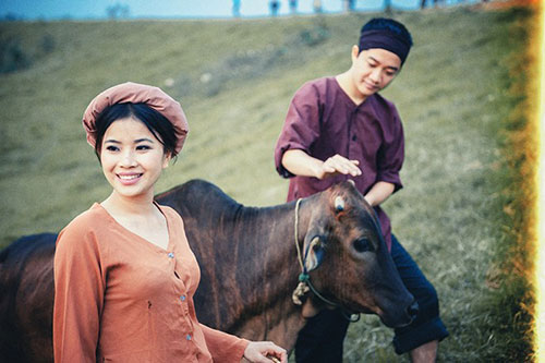 Cùng đi chăn bò trên triền đê.