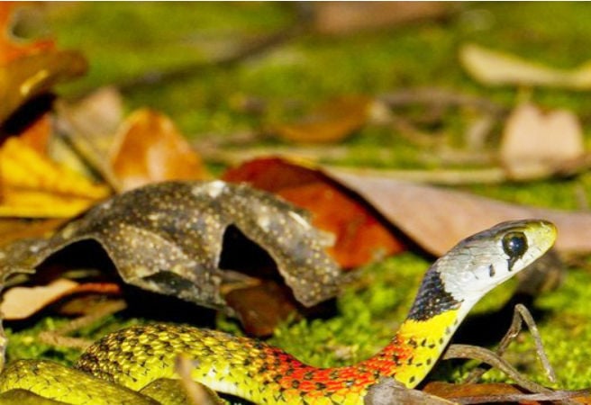 Rắn hoa cỏ nhỏ (Rhabdophis subminiatus) được mệnh danh là nữ hoàng của bóng đêm bởi vẻ đẹp lộng lẫy vốn có. Thường xuất hiện ở các tỉnh từ Cao Bằng cho đến Kiên Giang.