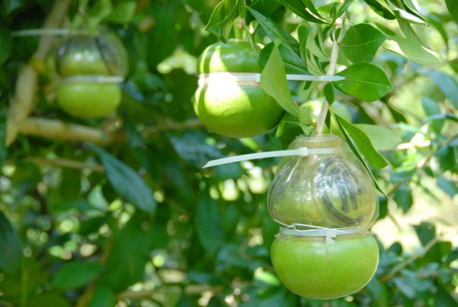Nông dân sản xuất loại quả này cho biết, trồng đào tiên hồ lô không tốn nhiều chi phí như bưởi hay dưa hấu hồ lô, vì cây ít bệnh, không rụng trái và cũng không bị sâu cắn phá.