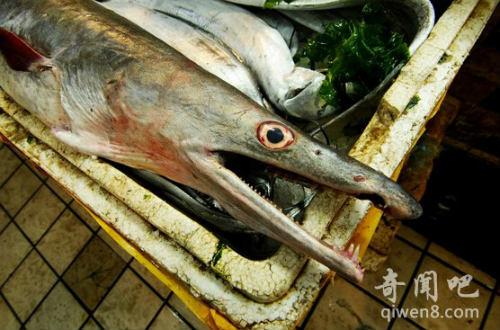 Với đầu kéo dài phù hợp với môi trường sinh sống của lươn biển.