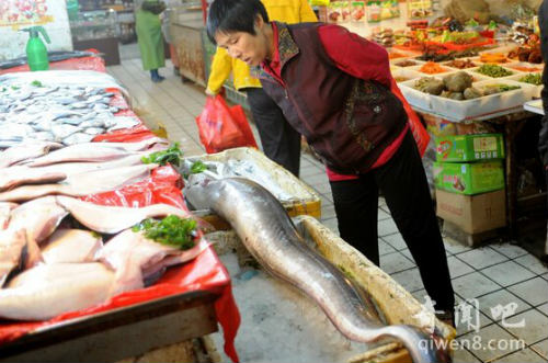 Người phụ nữ hiếu kì bên con lươn khổng lồ.
