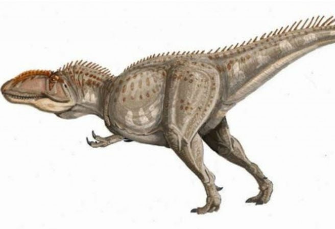 Giganotosaurus là những loài ăn thịt lớn nhất từng tồn tại với chiều cao từ 12,2 đến 12,5m, trọng lượng Sh88bet đăng ký miễn phí từ 6,5-13,8 tấn. Với cái đầu khá lớn và hàm răng chắc khỏe, Giganotosaurus dễ dàng ăn trọn con mồi.