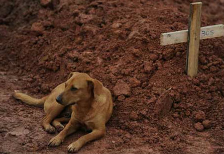 Chó Leao đã nằm phục bên mộ  chủ nhân của nó trong suốt những ngày qua.