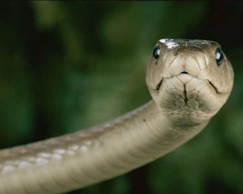 Da của Mamba đen có màu nâu. Sở dĩ người ta gọi chúng là Mamba đen vì miệng của chúng có màu đen.