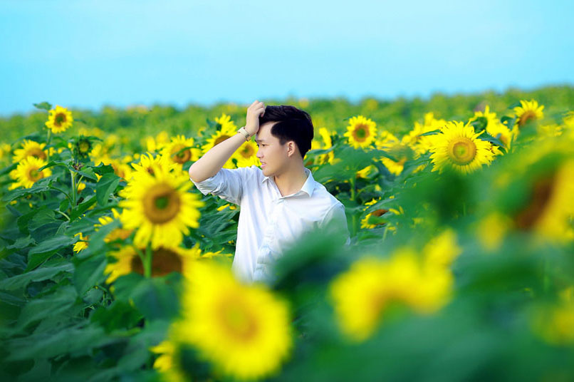 Cánh đồng hoa hướng dương trải rộng hút tầm mắt, nở vàng khắp một vùng trời.