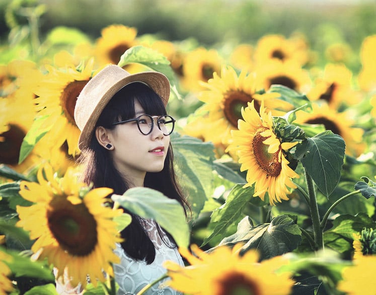 Những cánh đồng hoa hướng dương thường rộ vàng khoảng cuối tháng 11 trong khoảng từ 2-3 tuần.